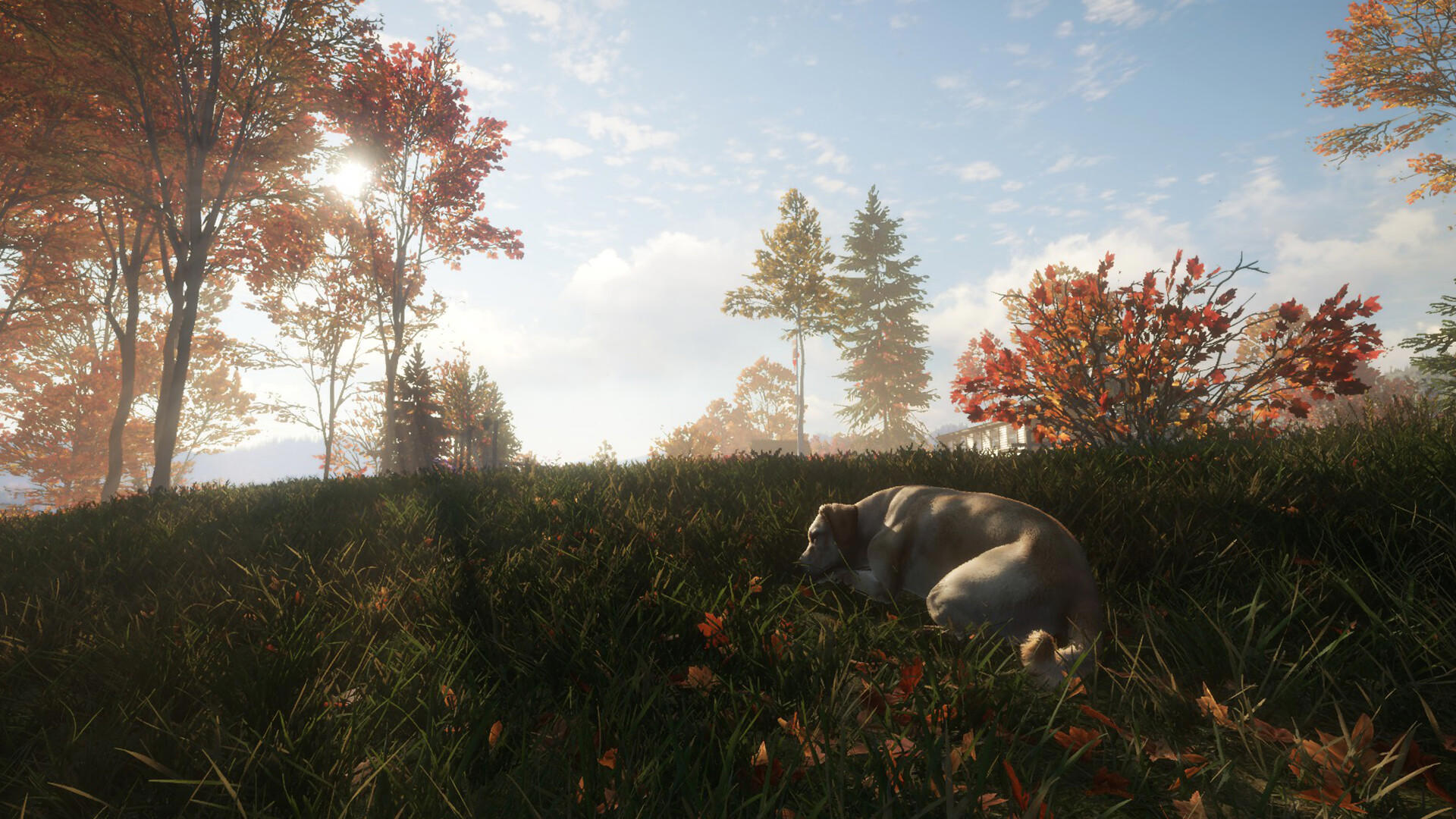 theHunter: Call of the Wild™ - Labrador Retriever screenshot 3
