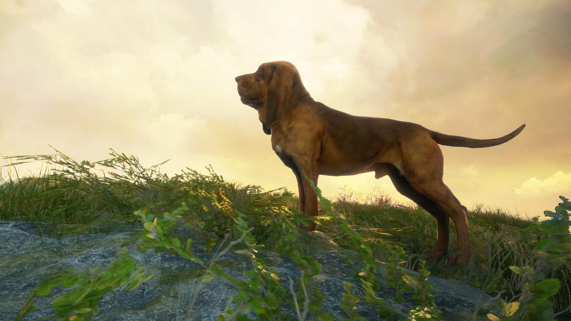 theHunter: Call of the Wild™ - Bloodhound screenshot 3