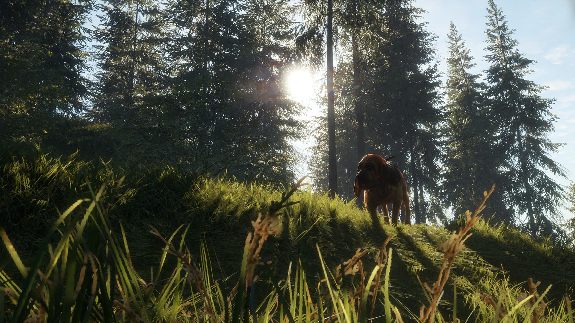 theHunter: Call of the Wild™ - Bloodhound screenshot 1